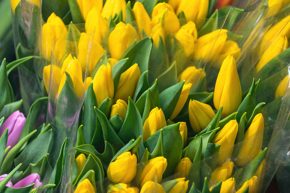 eco wrap for flowers